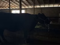 母牛, Latvian Blue cattle — 照片 1