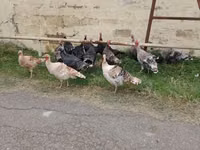 Turkeys — फ़ोटो 2