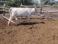 Kuh, Swiss cattle — Foto 2