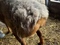 كبش, Arashan sheep — الصورة 3
