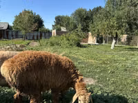 Carnero, Arashan sheep — foto 2