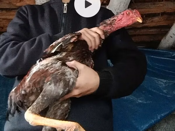 Chickens — Kirgisistan