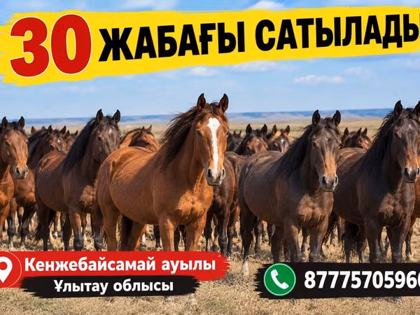 Pferde (Partie, Geschlecht nicht angegeben), Kazakh horse — Kasachstan
