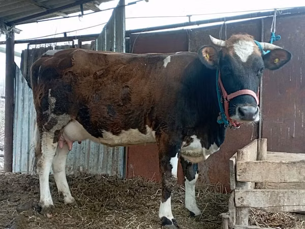 Vaca, Simmental cattle