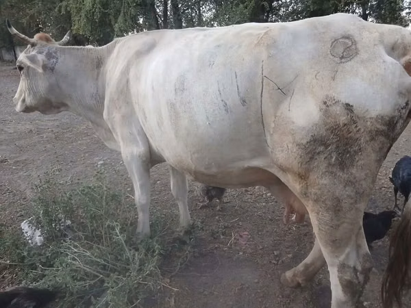 母牛, Swiss cattle — 吉尔吉斯斯坦