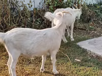 Goat, Saanen goat — photo 1