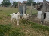 كبش, Merino sheep — الصورة 2