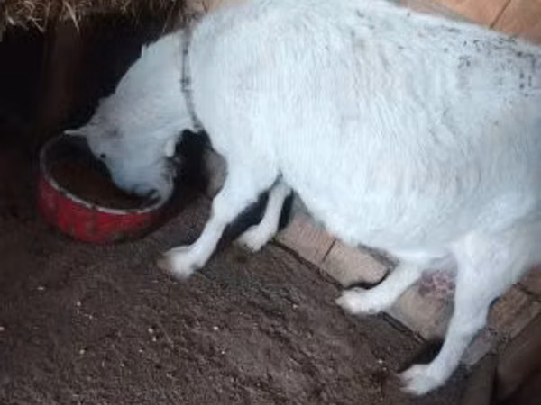 Ziege, Saanen goat