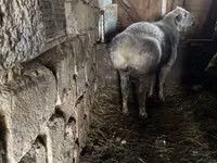 Widder, Hissar sheep — Foto 1