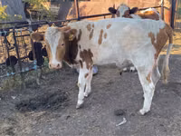 Buqa, Simmental cattle — 1-rasm