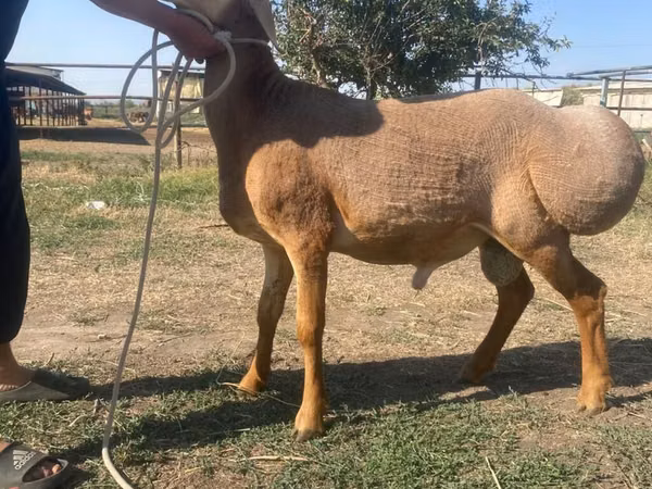 Кочкор, Рён кочкору — Кыргызстан