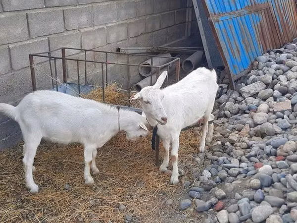 Ziege, Alpine goat — Kirgisistan