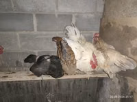 Chickens — Foto 1