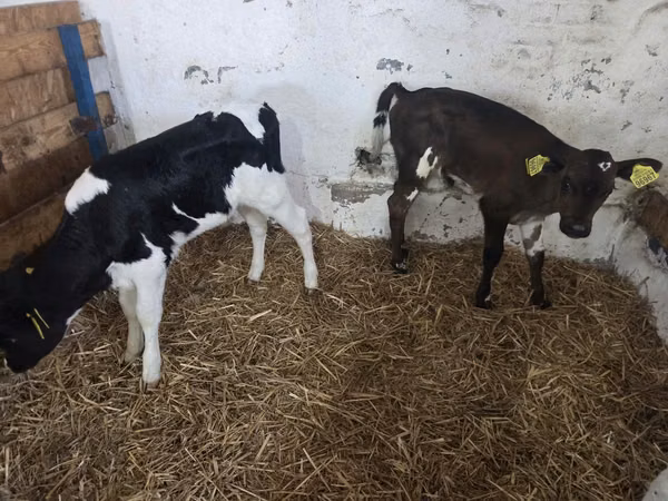 Vaca, Ganado vacuno
