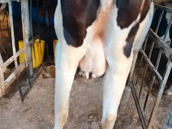 母牛, Holstein breed