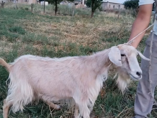 Cabra, Cabras