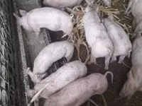 Schweine (Partie, Geschlecht nicht angegeben) — Foto 1