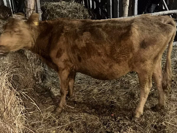 母牛, Cattle — 哈萨克斯坦
