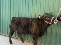 Bulle, Charolais cattle — Foto 2