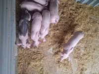 خنزير ذكر — الصورة 5