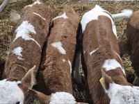 ثور, Simmental cattle — الصورة 3