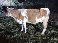 Kuh, Simmental cattle — Foto 1