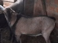 Эчки теке, Нубий эчкиси же англо-нубийская — сүрөт 1