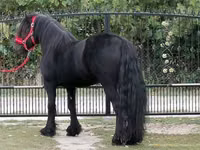 حصان, Fell pony — الصورة 3