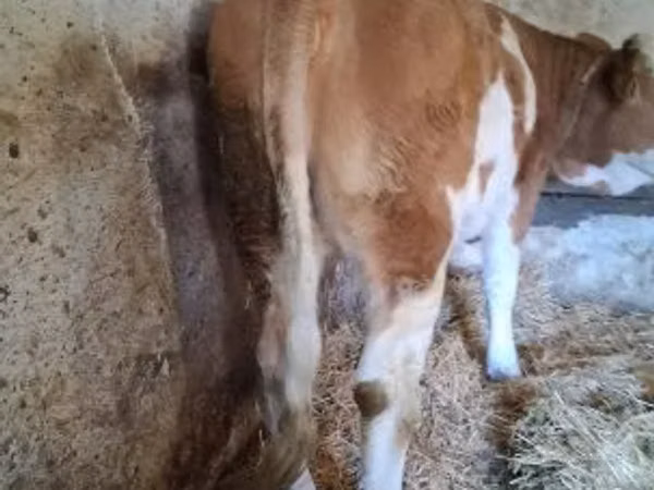 母牛, Simmental cattle