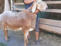 Widder, Arashan sheep — Foto 4