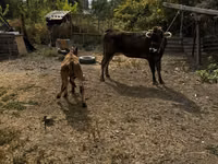 Kuh, Swiss cattle — Foto 6