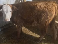 母牛, Latvian Blue cattle — 照片 3