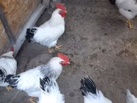 एडलर सिल्वर — फ़ोटो 1