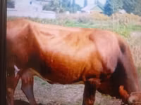 母牛, Cattle — 照片 2