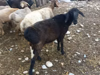 Sheep, Sheep — photo 2