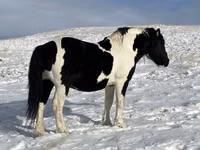 Caballo, Mugalzhar horse — foto 1