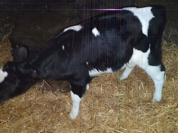 सांड, Russian Black pied cattle