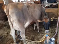 Sigir, Swiss cattle — 6-rasm