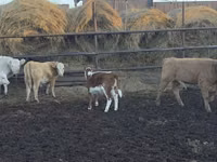 牛只（批次，未指定性别）, Simmental cattle — 照片 3