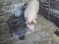 Säue, Schweine — Foto 2