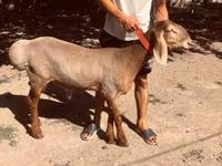 Widder, Arashan sheep — Foto 2