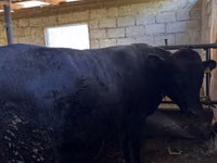 Bulle, Rote hornlose Kuh — Foto 1
