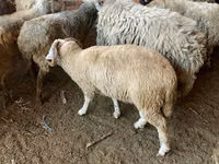 Sheep, Sheep — photo 4