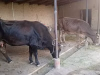 Kuh, Swiss cattle — Foto 1