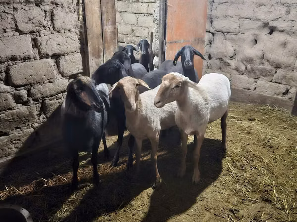 Oveja, Hissar sheep