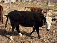 Cow, Latvian Blue cattle — photo 3