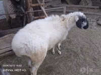 كبش, Blackheaded Persian sheep — الصورة 2