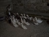Geese — الصورة 3