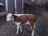 公牛, Swiss cattle — 照片 1