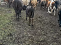 Cow, Simmental cattle — photo 4
